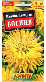 Цинния изящная Богиня
