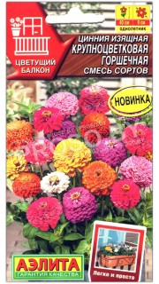 Цинния изящная крупноцветковая Горшечная, смесь