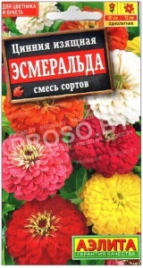 Цинния изящная Эсмеральда, смесь