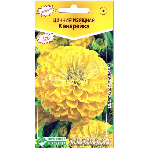 Цинния изящная Канарейка-1