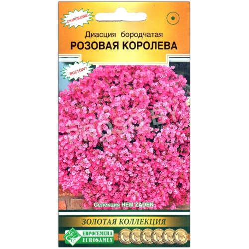 Диасция бородчатая Розовая королева
