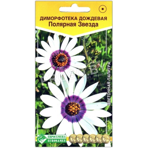 Диморфотека дождевая Полярная звезда
