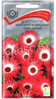 Доротеантус маргаритковидный Бэмби красный