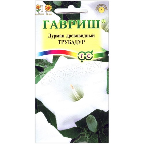 Дурман древовидный Трубадур