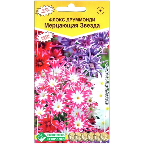 Флокс друммонди Мерцающая звезда