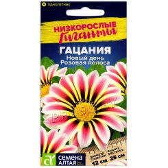 Гацания Новый день розовая полоса