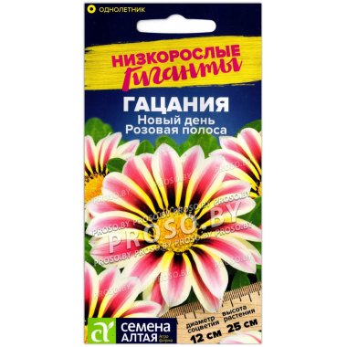 Гацания Новый день розовая полоса