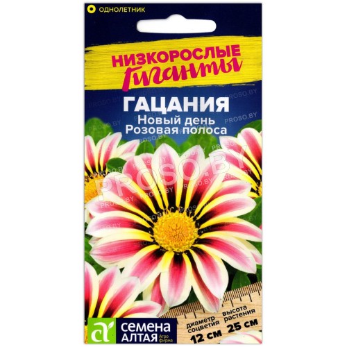 Гацания Новый день розовая полоса