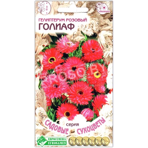 Гелиптерум розовый Голиаф