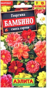 Георгина махровая Бамбино, смесь