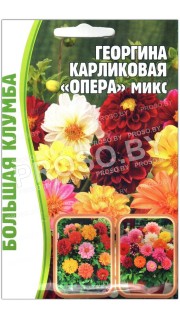 Георгина карликовая Опера микс (смесь)