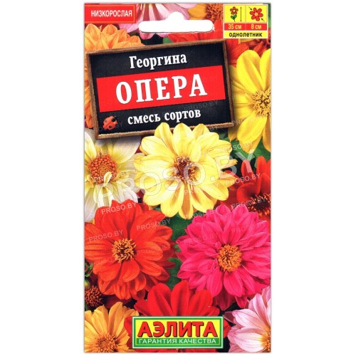 Георгина карликовая Опера микс (смесь)-1