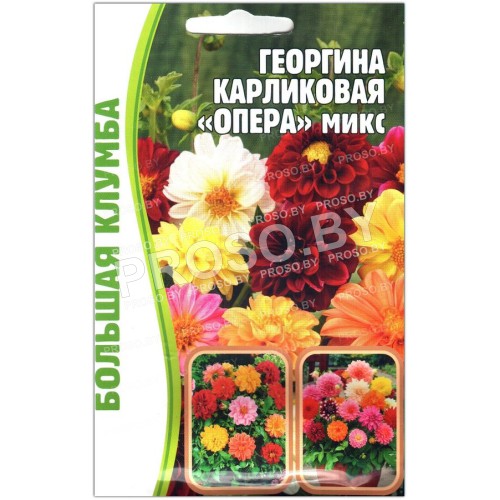 Георгина карликовая Опера микс (смесь)