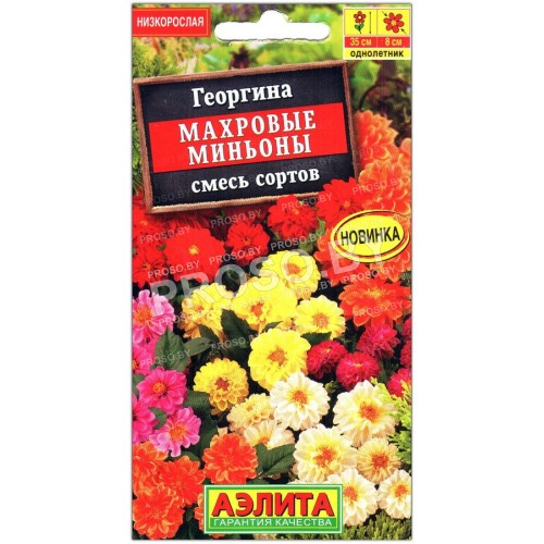 Георгина Махровые миньоны, смесь