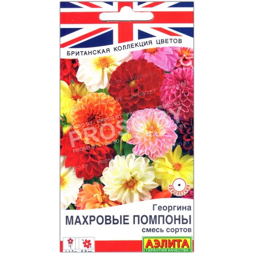 Георгина Махровые помпоны, смесь
