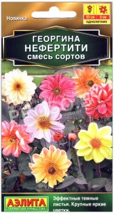 Георгина Нефертити, смесь