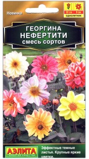 Георгина Нефертити, смесь