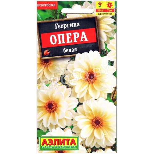 Георгина Опера белая-2