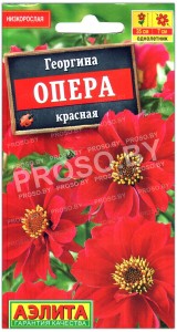 Георгина Опера красная