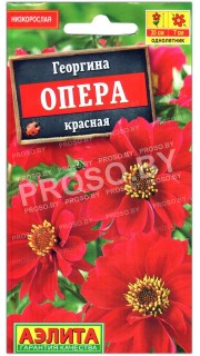 Георгина Опера красная