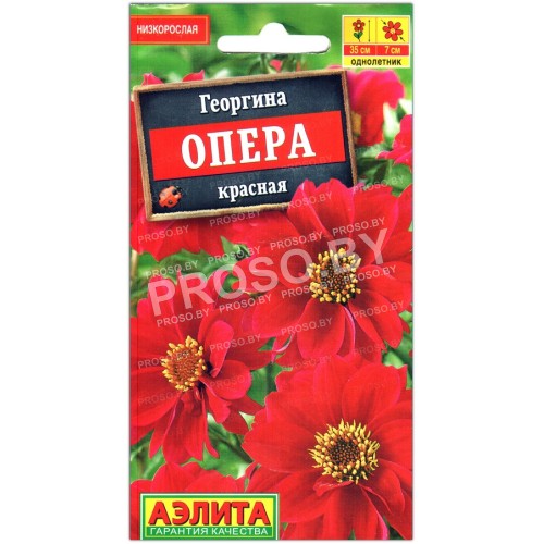Георгина Опера красная