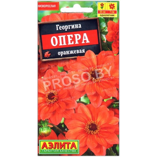 Георгина Опера оранж(евая)-1