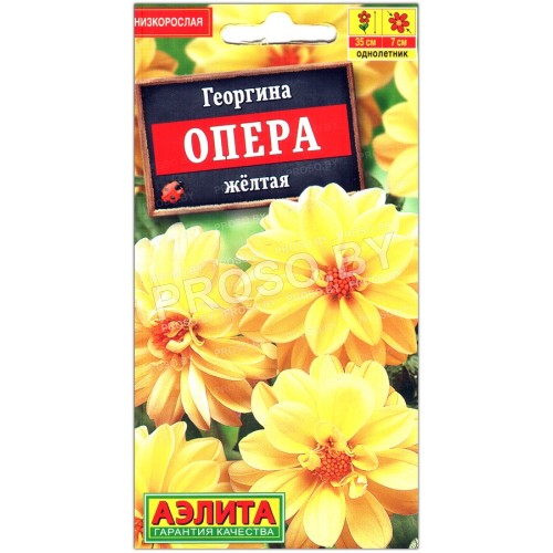 Георгина Опера желтая-1