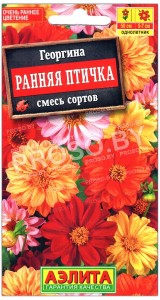 Георгина Ранняя птичка, смесь
