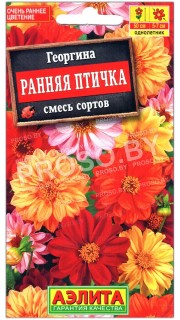 Георгина Ранняя птичка, смесь