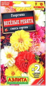 Георгина Веселые ребята, смесь