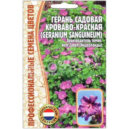 Герань садовая Кроваво-красная