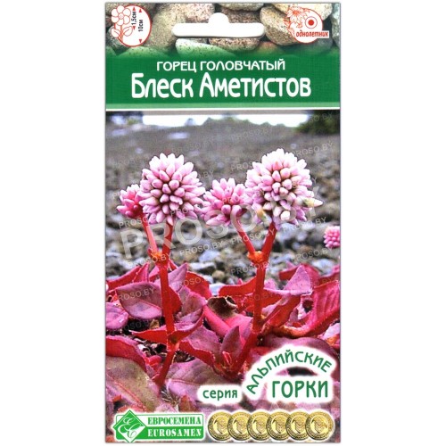Горец головчатый Блеск аметистов