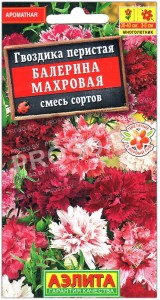 Гвоздика перистая Балерина махровая, смесь