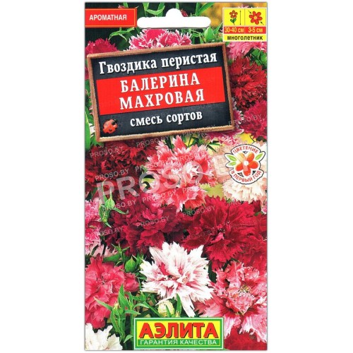 Гвоздика перистая Балерина махровая, смесь