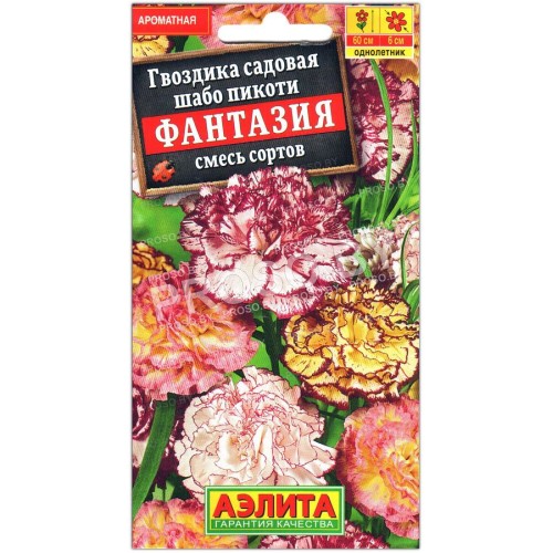 Гвоздика шабо пикоти Фантазия