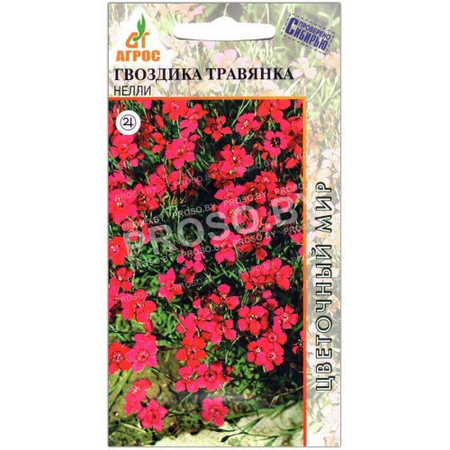 Гвоздика травянка Нелли