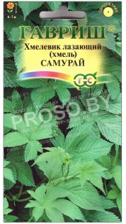 Хмель лазающий Самурай