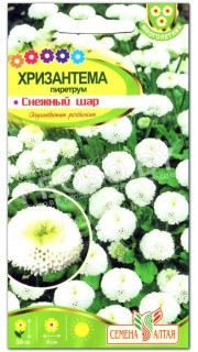 Хризантема Снежный шар