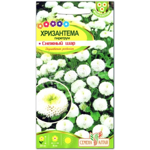 Хризантема Снежный шар