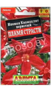 Ипомея (квамоклит перистый) Пламя страсти