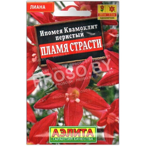 Ипомея (квамоклит перистый) Пламя страсти