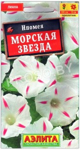 Ипомея Морская звезда