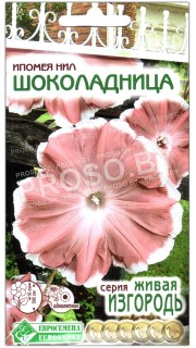 Ипомея нил Шоколадница