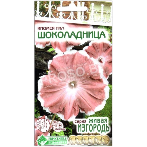 Ипомея нил Шоколадница
