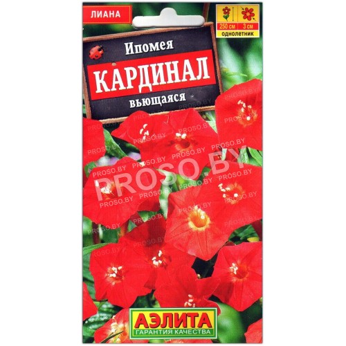 Ипомея вьющаяся Кардинал