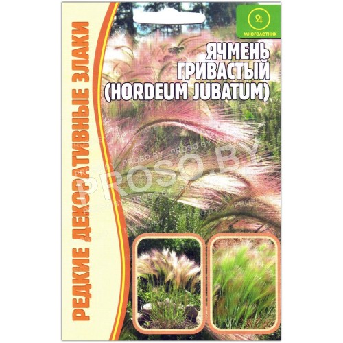 Ячмень Гривастый