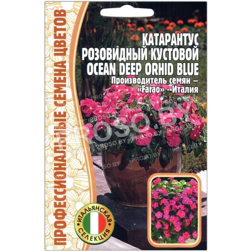 Катарантус кустовой розовидный Ocean deep orhid