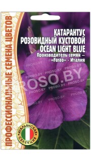 Катарантус кустовой розовидный Ocean light blue
