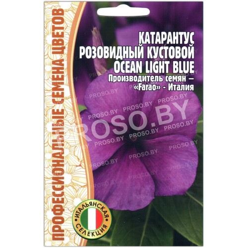 Катарантус кустовой розовидный Ocean light blue