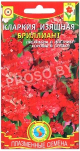 Кларкия Бриллиант